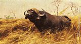 Wilhelm Velten Paintings - An African Buffalo by Wilhelm Kuhnert